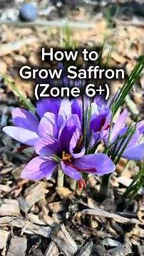 How to Grow Saffron (Zone 6+)