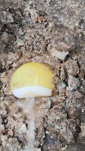 How to Mine Yellow & White Agate gemstones | Digging Huge Volcanic Rocks for Rare gemstone