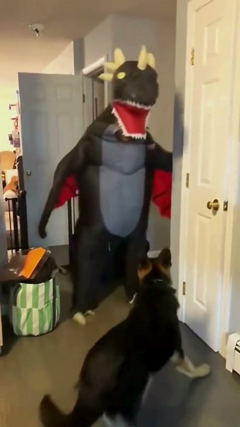 Funniest Scared Dog Reactions Caught on Camera!