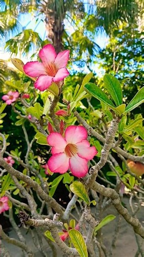 Beautiful Desert Rose Flowers in Bloom 🌼 Florida, USA 🌴🗽 #flower #flowers #desertrose