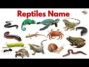 Reptiles Name For Kids | Reptiles Name in English | Names of Reptiles #reptilesname