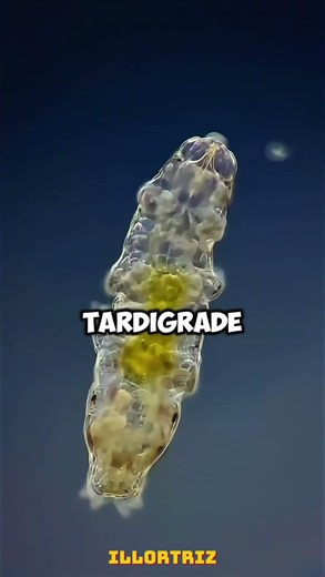How Can This Tiny Creature Survive in Space? 🚀