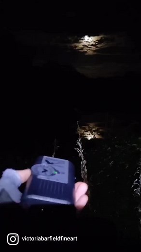 Noctule Bat Sounds: Exploring Ecolocation