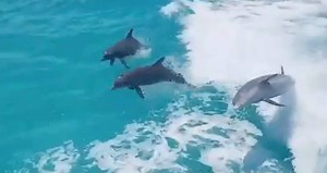 Three dolphins wakesurfing behind the Parrot Cay ferry! Looks like we need to get a bigger boat! Big thanks to our friends on the ferry who sent us the first video, and our guests who took the video of the second angle! #jojo #dolphin #dolpins | Wake to Wake Watersports, Turks & Caicos