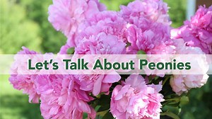 4.6K views · 131 reactions | It's no secret peonies are a fan favorite for their beauty and scent! Gardeners love them because they are easy to grow and seldom bothered by pests or disease. Let's talk more about what makes peonies amazing! | Frankie Flowers | Facebook