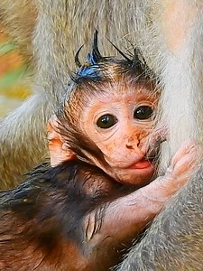 Gorgeous and clever baby monkey learn to well control milk #beautiful #monkeydluffy #monkeycute #babymonkey #monkeyface #lovely #monkey #cute #animals #animalsbaby #poormonkey #monkeycry #funny #funnyvideo #cuteanimals | Monkey TV7