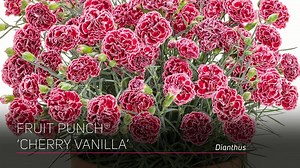 32K views · 1.3K reactions | Enjoy a peek at our new perennials for spring! | Proven Winners | Facebook