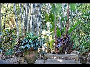 EN FLORIDE : UN JARDIN TROPICAL, COMPOSÉ DE PLANTES D'INTÉRIEUR COMME VOUS NE LES AVEZ JAMAIS VUES