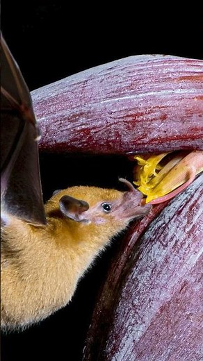 Bats are Underrated Pollinators #batweek #bats #pollination #animalfacts
