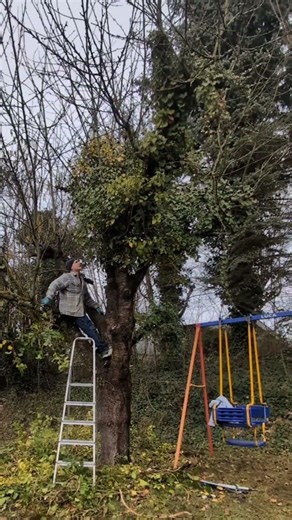Saving a Cherry Tree from Ivy: Satisfying Timelapse