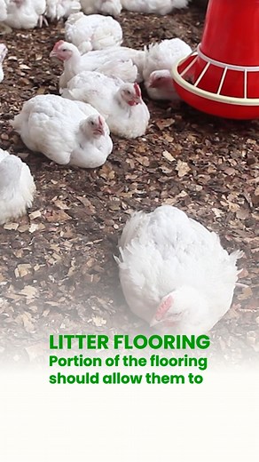 7 easy-to-follow changes for better welfare in chicken farms. Learn more at thebetterchickenoption.com | The Better Chicken Option