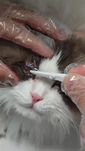 Fitting Adhesive Contact Lenses for Cats