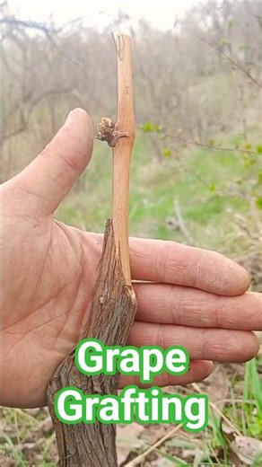 How to Graft Grapes with 100% Success? 🍇 Record Success Rate! Ultimate Guide: Best Timing & Method ✨
