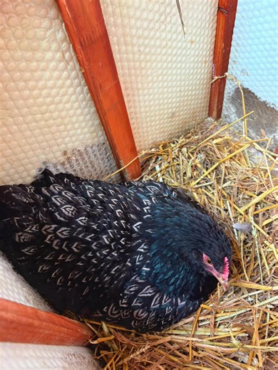 My Barnevelder hen has gone broody and is now sitting beautifully on 8 eggs 🥚🐔 I’m very pleased with her natural instincts and look forward to seeing how this hatch progresses. Wishing her a smooth and successful incubation period 🤍✨ #Barnevelder #BroodyHen #HatchingEggs #BackyardPoultry #ChickenBreeding 🐔🥚