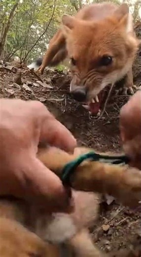 Hands Twisting Loop in a Tight Forest Den Pocket