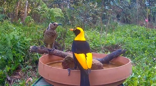 Male and female Bower Bird #landcarensw #riparianrestoration #lls #bushregen #bowerbirds | Colette Livermore