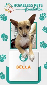 🐾 Meet Bella – A Sweet Mama Ready for Her Second Chance! 🐶💕 Bella is a 2-year-old Chihuahua mix looking for a loving forever home in Marietta, GA! 💗 About a year ago, her puppies came through our Homeless Pets Foundation and were all adopted into wonderful homes. Now, it's Bella's turn. Her previous owner kept her but recently surrendered her due to personal circumstances. Bella weighs around 12 pounds and has a gentle, nurturing, motherly personality. She gets along well with other dogs and