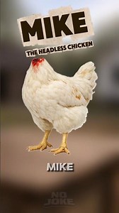 Headless Chicken Lives For 18 MONTHS 😳‼️