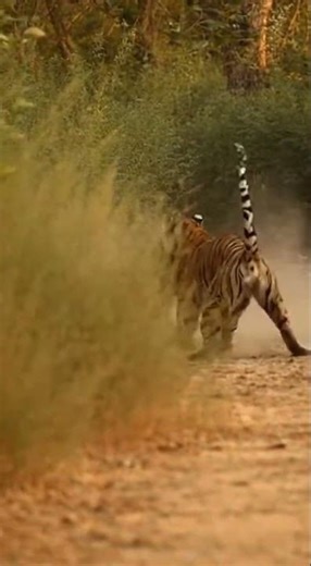 Epic Jungle Battle: Tiger vs Leopard Showdown! #Tiger #shorts