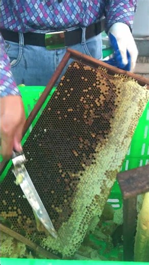 Fresh Comb Uncapping 🍯🐝 | Ready to Extract