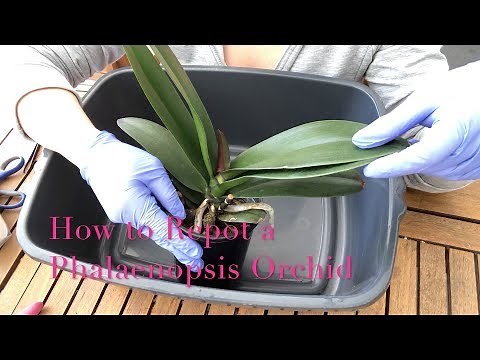 Repotting a Phalaenopsis Orchid : Beginner Care Tips