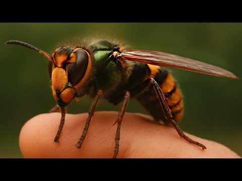 🐝 Giant European Hornet Sound – Real Buzzing Noise (Vespa crabro)