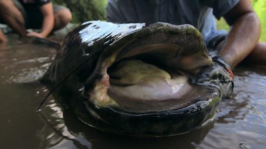 Enormous pigeon-eating catfish wreaking havoc on Europe’s ecosystems