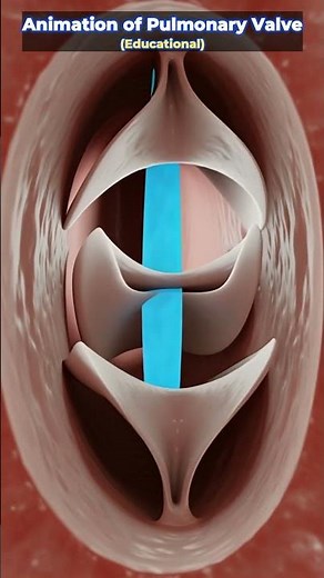 Educational 3D Heart Animation | How the Pulmonary Valve Works | 03