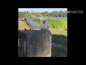 Bird screaming