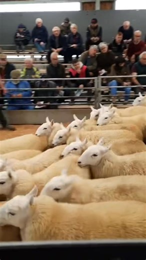 🌟 Multi-Breed Ewe Lamb Sale Report 🌟 Thursday 16th October 2025 An excellent trade throughout with strong demand and a 99% clearance! Top-quality entries met a fantastic trade across all breeds. 🔹 Top Price: £370 🔹 5 pens at £300 🔹 10 pens over £250 🔹 32 pens over £200 ⸻ 🐑 Texels – Average £166.18 💥 £335 from GR Moseley 💥 £250 from TW Price 💥 £240 from CP Goulding 🐑 Suffolks – Average £163.01 💥 £200 from GR Moseley 💥 £200 from MJ & JM Price 💥 £190 from DE Thomas & Co 🐑 Speckles – 