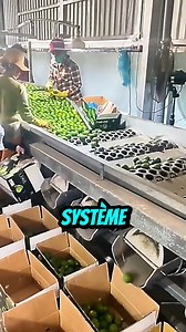 86K views · 353 reactions |  Un tri ultra précis des citrons ! Grâce à ce système ingénieux, les fruits avancent sur le tapis et tombent automatiquement dans les trous adaptés à leur taille. ✅ Les plus petits passent en premier, tandis que les plus gros poursuivent leur chemin. Un tri rapide et efficace pour une préparation optimale avant l’emballage !  Que pensez-vous de cette technique ? Plutôt malin, non ? Réagissez en commentaire ! ⬇️ | Souviens-toi | Facebook