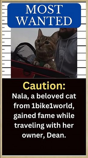 NALA the traveling Cat who enjoys road trips 🐱