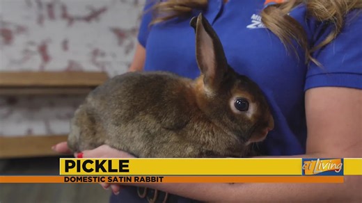 Pickle the Adorable Satin Rabbit