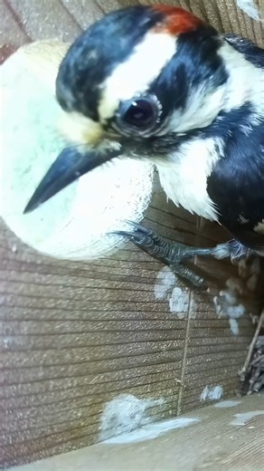 A visit from a Downy Woodpecker 😍 #wildlife #birdwatching #nature #birdhouse #birds | Nest Box Live