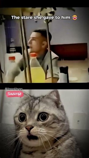 The stare she gave to him 😂🫣#cat #meme #dance #funny