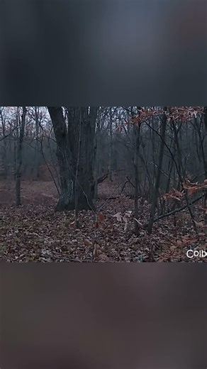 Foggy Woods Time Lapse: See the World Transform! #shorts