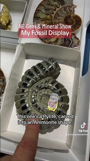 Fossil Display for Gem Show