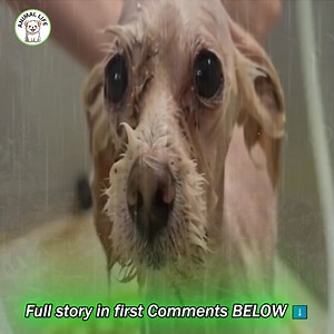 The condition of the two dogs when they were found told a heartbreaking story. The female dog’s tangled fur, weary demeanor, and sad eyes reflected many years of hardship and lack of care. Although they had endured so much, their bond became a source of comfort and strength. The male dog, full of energy and playful spirit, stayed close to the female, gently supporting her when walking was difficult and offering companionship. Together, they showed a remarkable example of the resilience and warmt