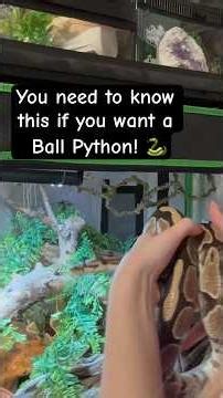 Important Ball Python Tips!