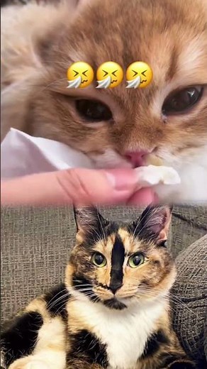Kitten Nose Cleaning | Satisfying Veterinary Care 🐱🩺 #animalrescue