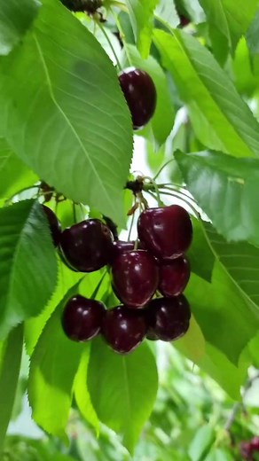 56 reactions · 48 comments | Sad about the cherries... rain is coming... they might get damaged. #Gardener #Cherrytree #GardeningLife #HomeGarden | Shirley Ann Carandang | Facebook