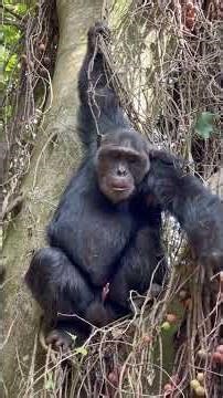 How the Fig Tree Holds Mahale's Forest Together Chimpanzee Habitat and Canopy ecology.