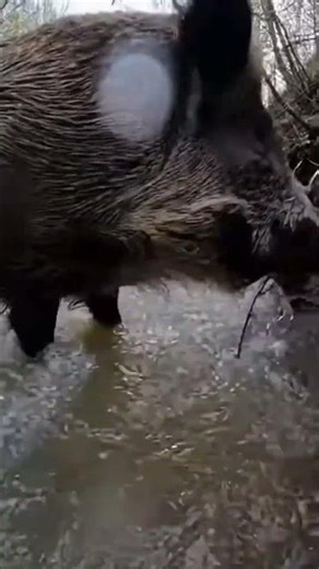 Riverbank Mayhem: Otter Pup, Mink Encounter, Boar Rescue #wildlife #documentary #raw