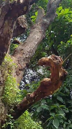 Ganoderma applanatum colony