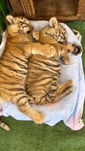Tiger Rescuers on Instagram: "These rescued baby tigers snuggle up close and drift off to sleep side by side, finding warmth and comfort in each other’s presence. It’s a sweet and peaceful moment that shows how strong their bond is after being given a second chance at life. Credit unknown Please DM us for credit #wildanimals #tiger #tigerlover #babytiger #cutebabytiger #babytigerlove #rescuedtigercub #adorabletiger"