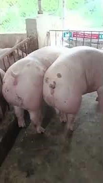 Pig Breeding ★ Life of Pigs P50✔ #pigmating #pigs #Animal