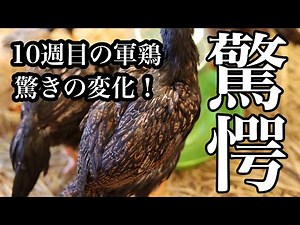 【成長記録】大軍鶏の10週目までの軌跡！ヒヨコ時代の可愛さどこ行った！？