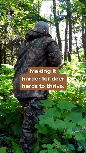 Deer Hunting vs Hog Invasion: How Boar Blanket Saves Your Season #wildlife #hunting #wildboar