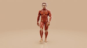 Conceptual 3d Animation Of Man's Anatomy  Stock Footage SBV-352285128 - Storyblocks