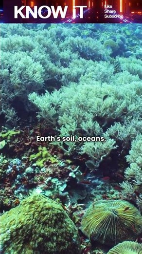 Why is Earth able to support life?